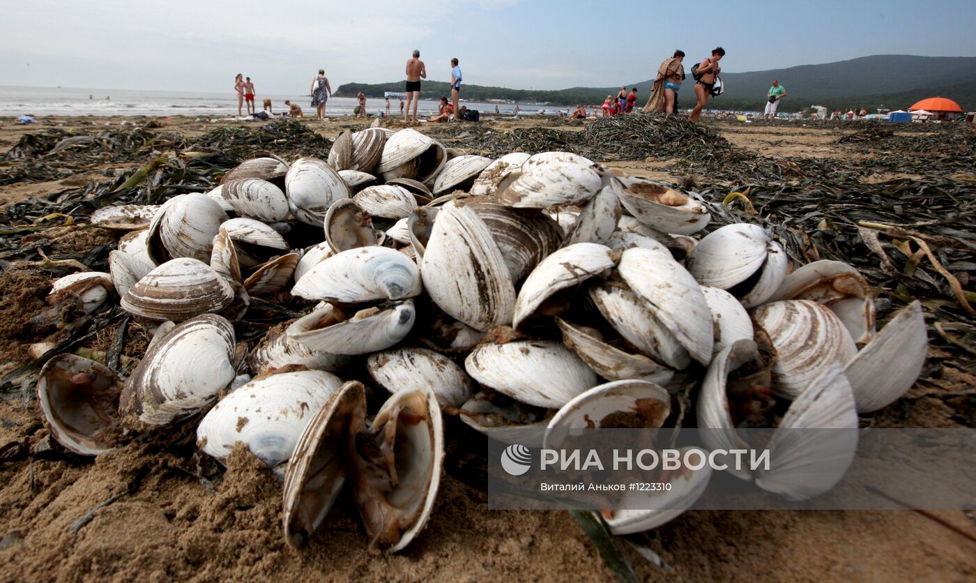 Тонны съедобных моллюсков выбросило на пляжи Приморья