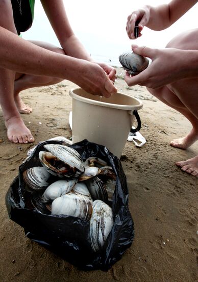 Тонны съедобных моллюсков выбросило на пляжи Приморья