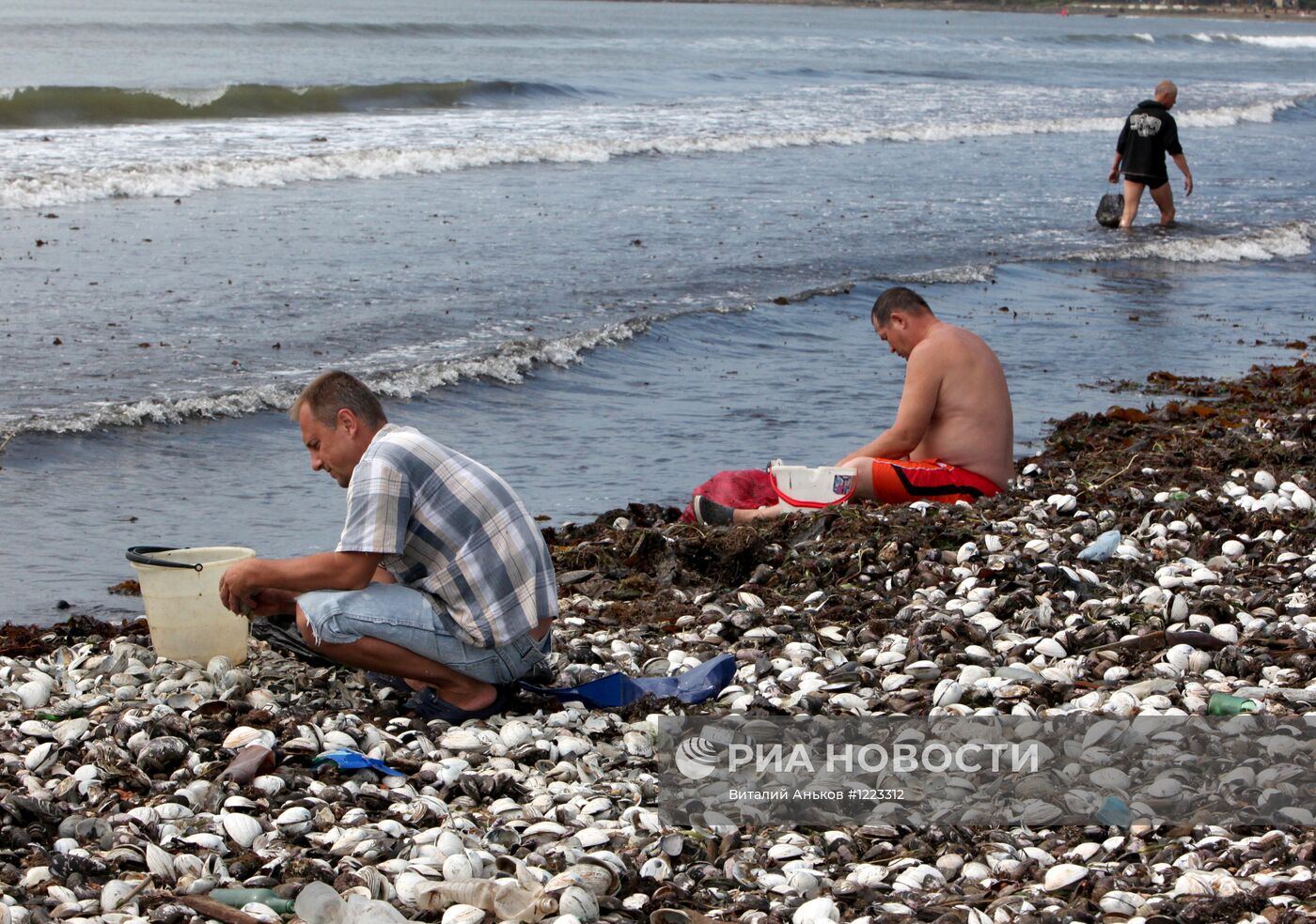 Тонны съедобных моллюсков выбросило на пляжи Приморья
