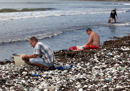 Тонны съедобных моллюсков выбросило на пляжи Приморья