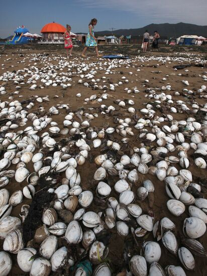Тонны съедобных моллюсков выбросило на пляжи Приморья