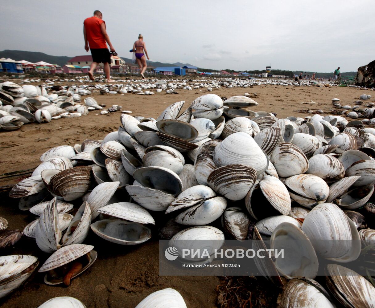 Тонны съедобных моллюсков выбросило на пляжи Приморья