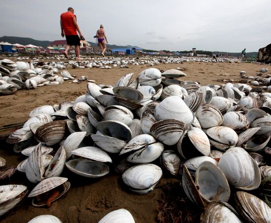 Тонны съедобных моллюсков выбросило на пляжи Приморья