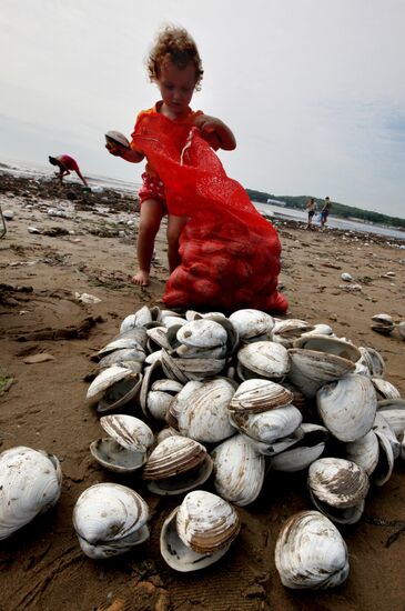 Тонны съедобных моллюсков выбросило на пляжи Приморья
