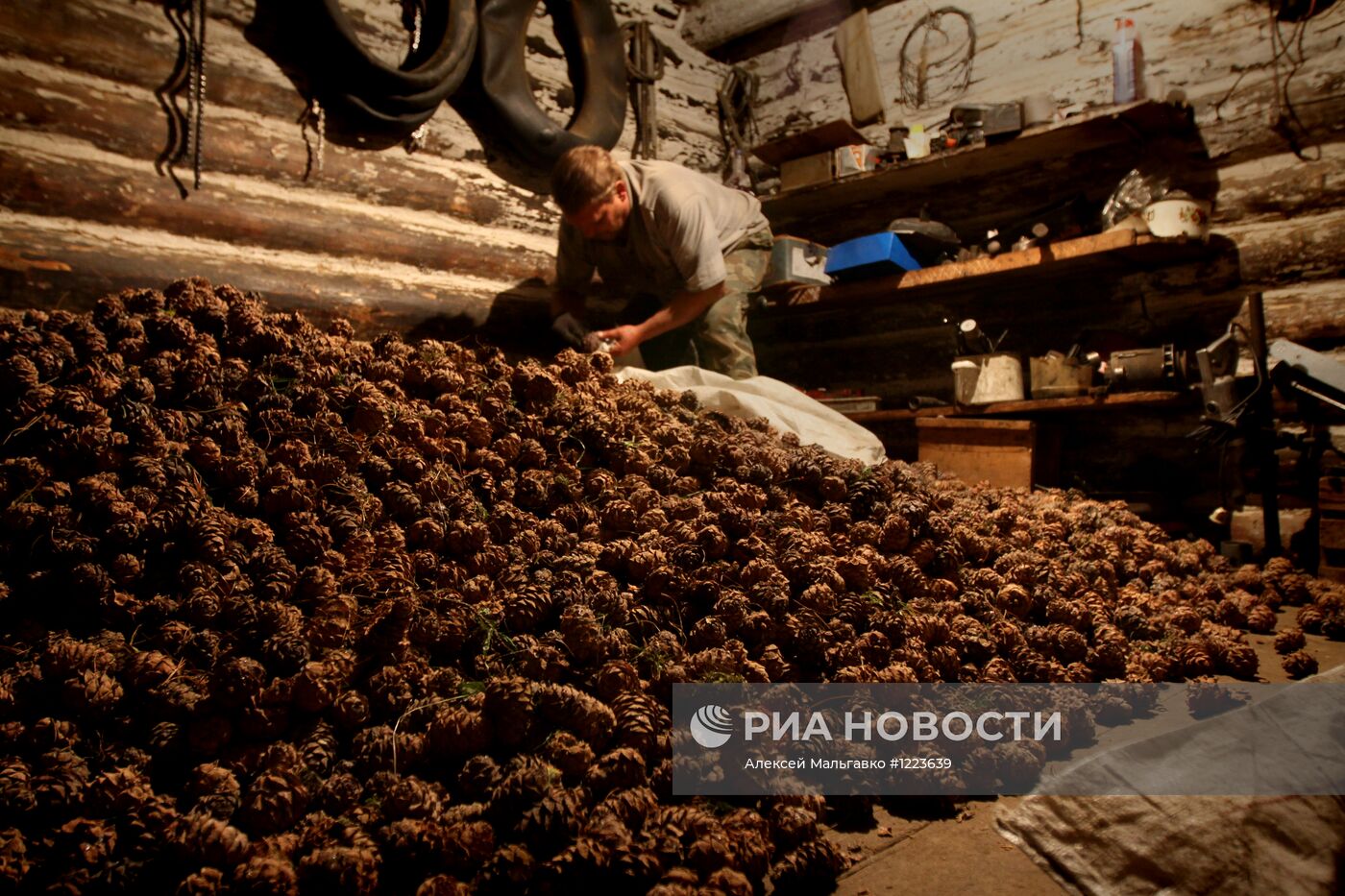 Сбор кедровых орехов в Омской области
