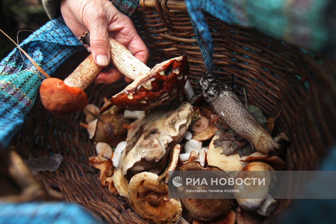 Сбор грибов в лесах Новгородской области