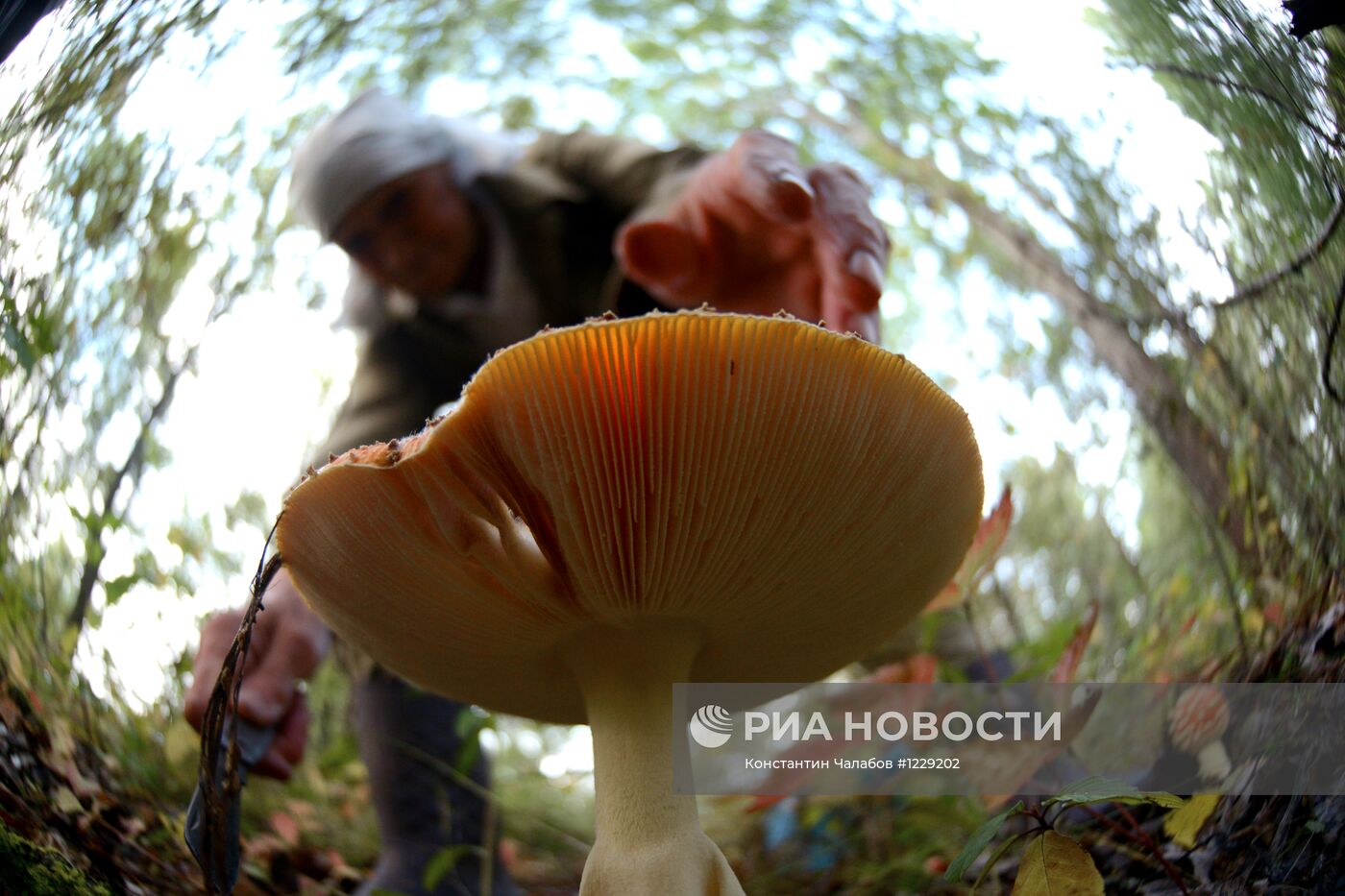 Сбор грибов в лесах Новгородской области