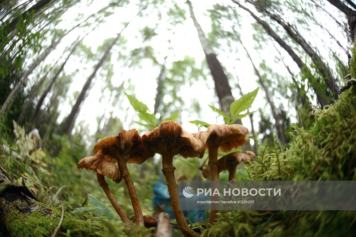 Сбор грибов в лесах Новгородской области