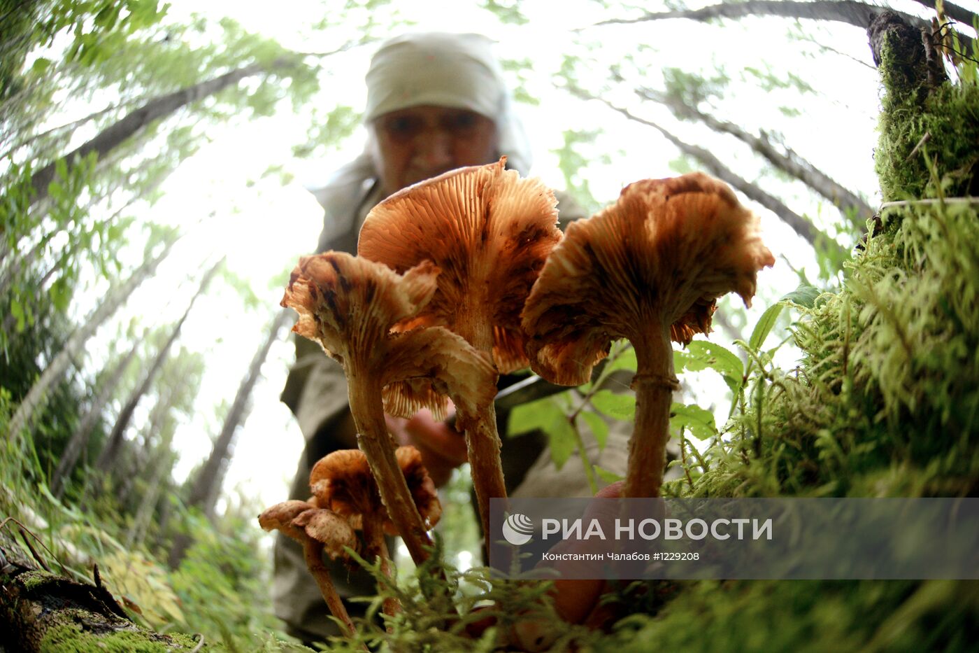 Сбор грибов в лесах Новгородской области