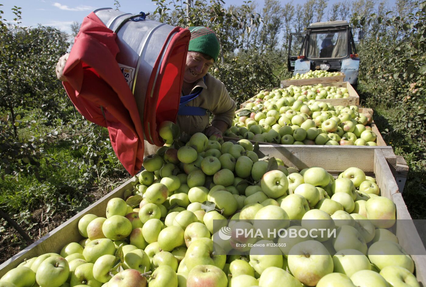 Сбор яблок в Белоруссии