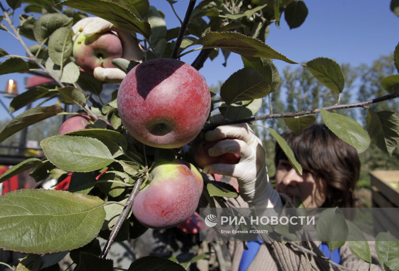 Сбор яблок в Белоруссии