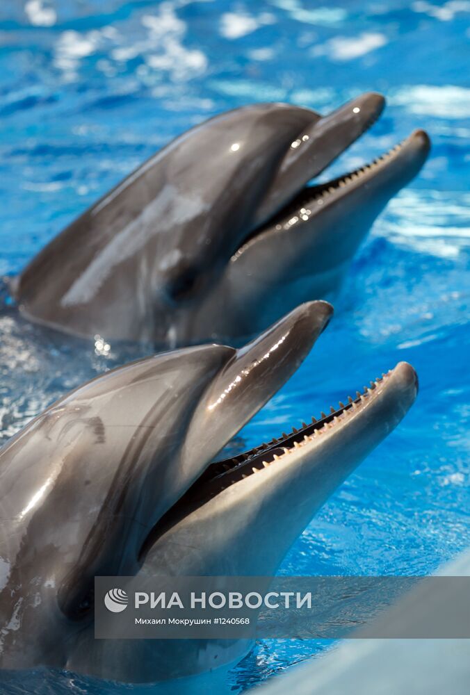 Самый крупный в России дельфинарий открылся в Сочи