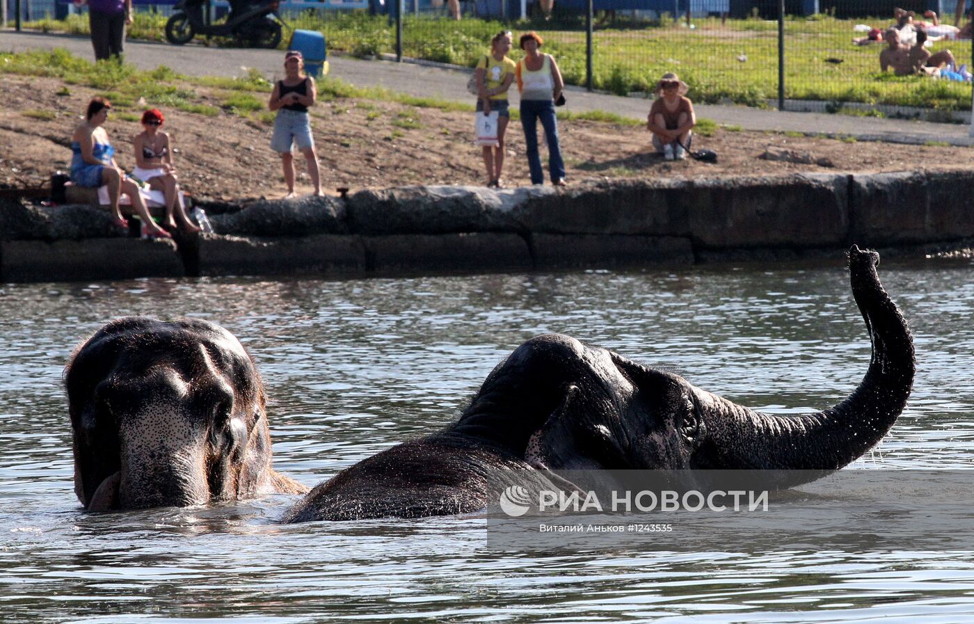 Купание слонов в центре Владивостока