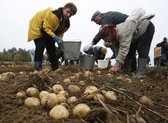 Уборка картофеля в Белоруссии