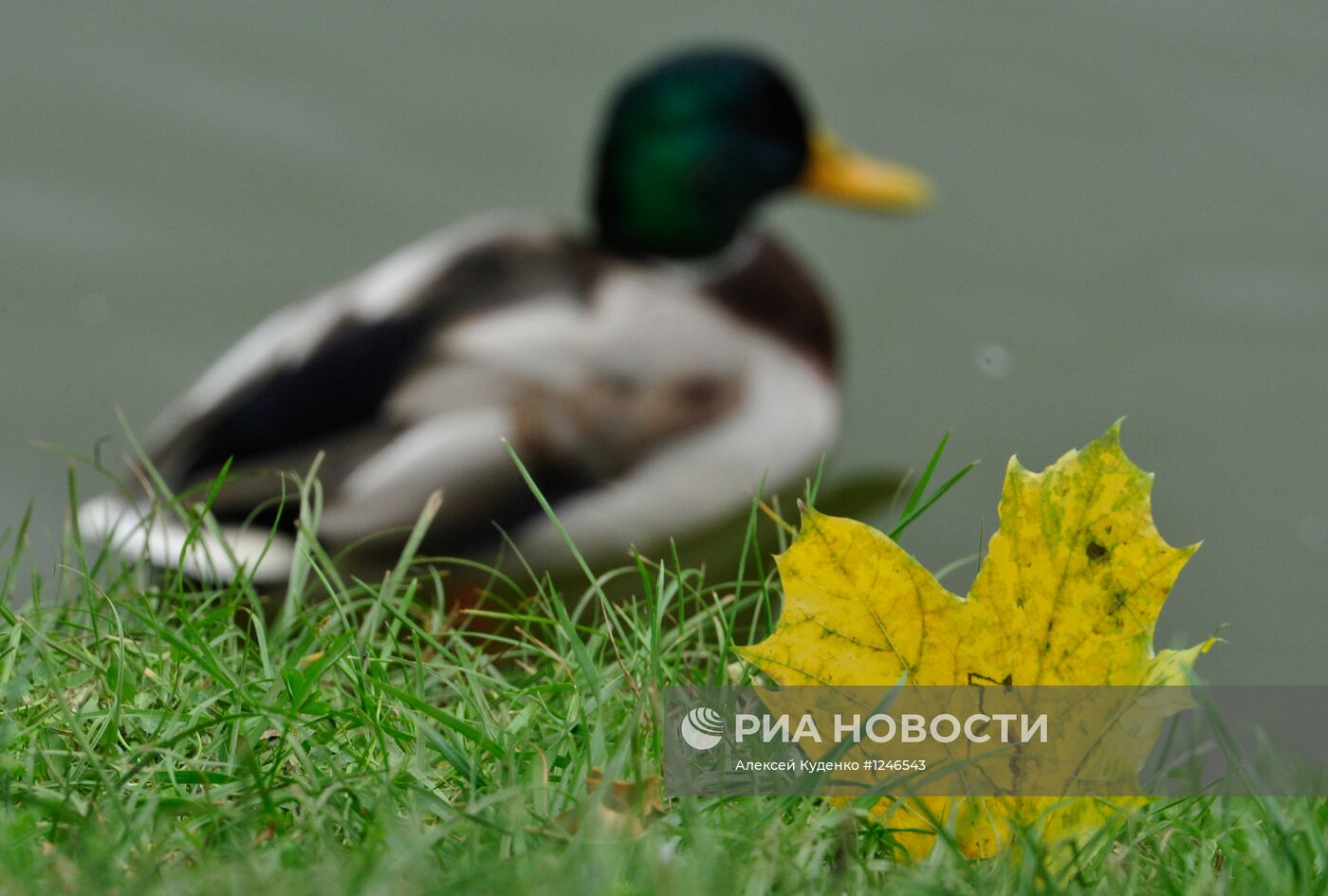 В парке у Новодевичьего монастыря