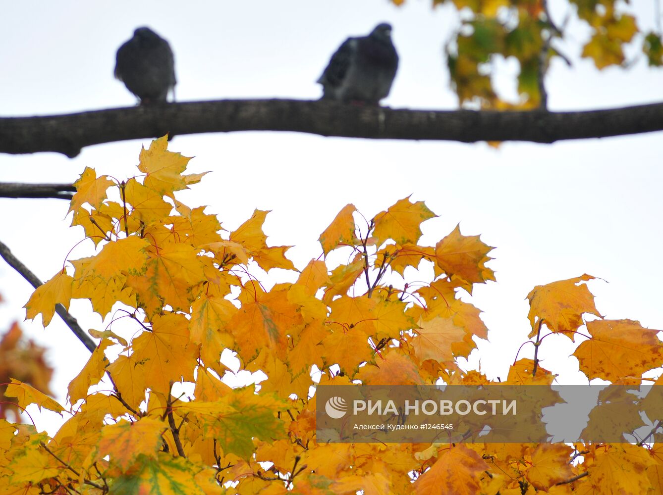 В парке у Новодевичьего монастыря