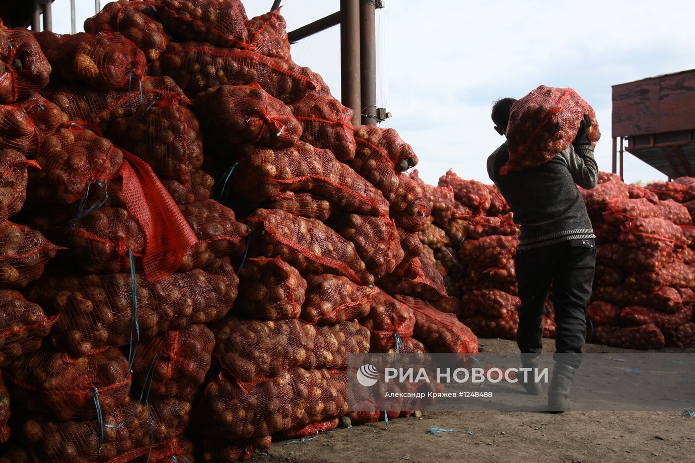 Уборка картофеля в Новосибирской области