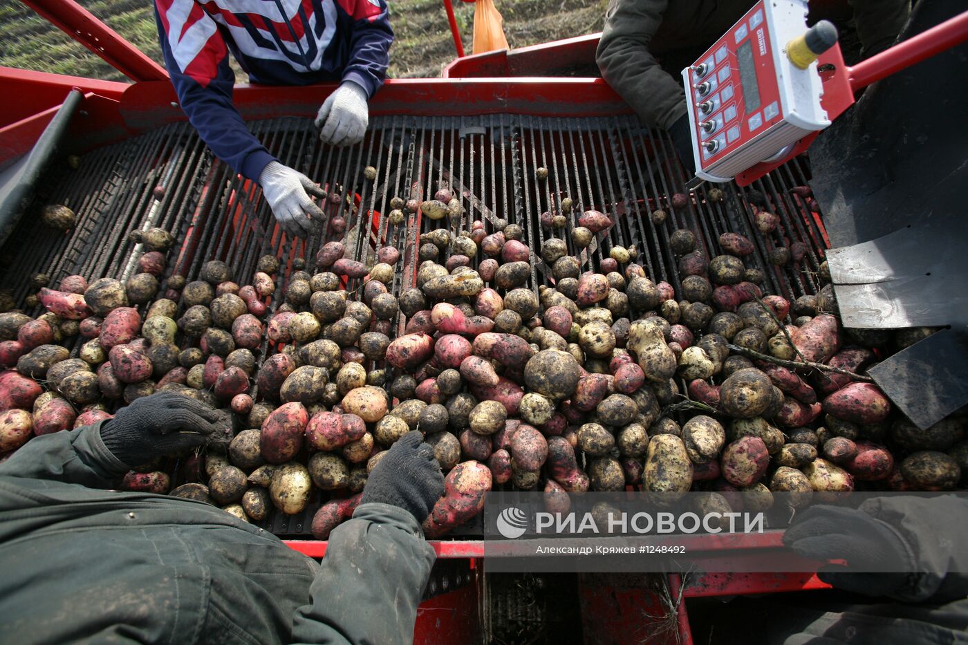 Уборка картофеля в Новосибирской области