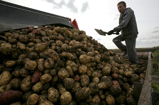 Уборка картофеля в Новосибирской области