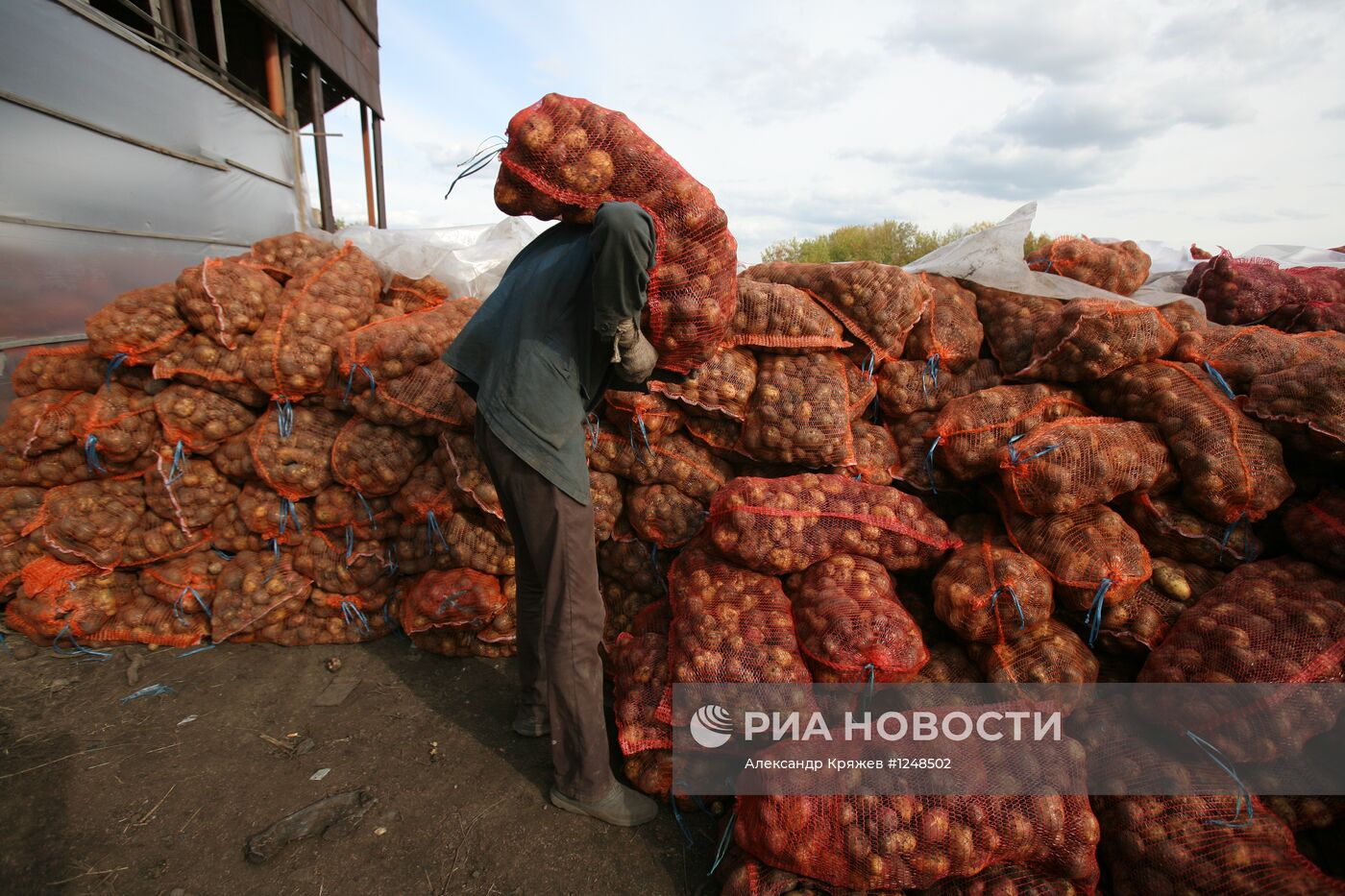 Уборка картофеля в Новосибирской области