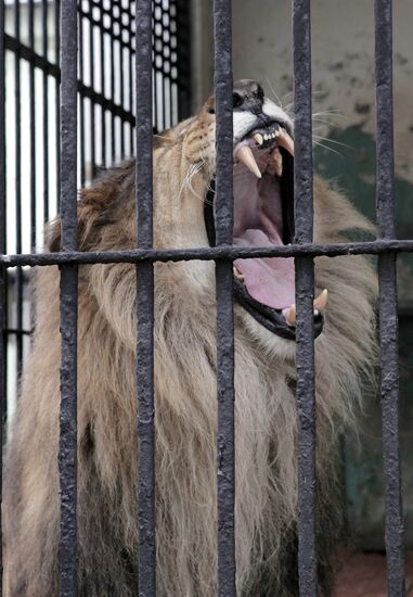 В Ленинградский зоопарк привезли африканскую львицу Тасю