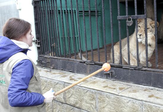 В Ленинградский зоопарк привезли африканскую львицу Тасю