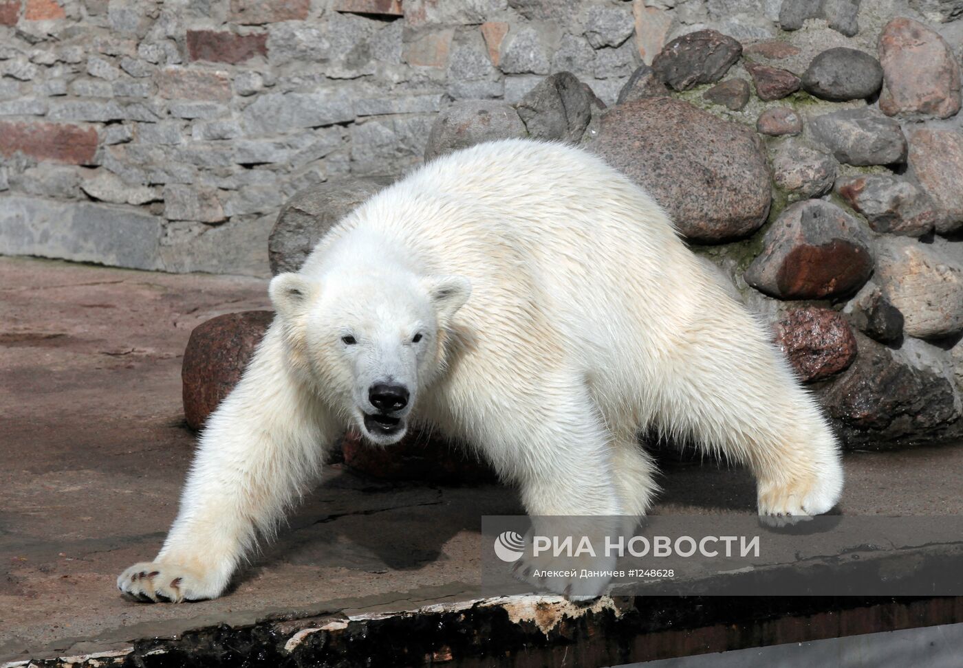 Белый медведь в Ленинградском зоопарке