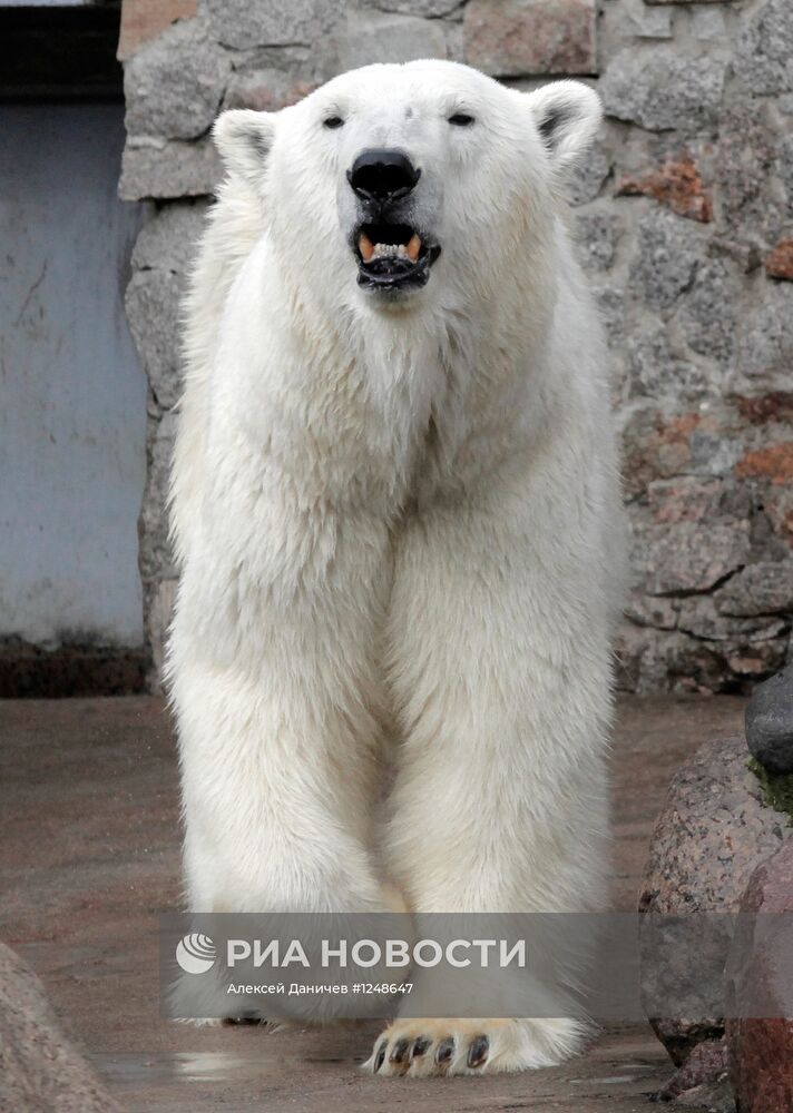 Белый медведь в Ленинградском зоопарке