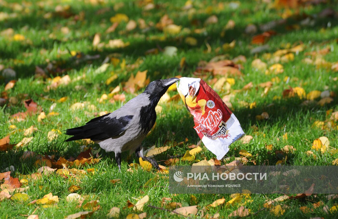 Ворона в осеннем парке