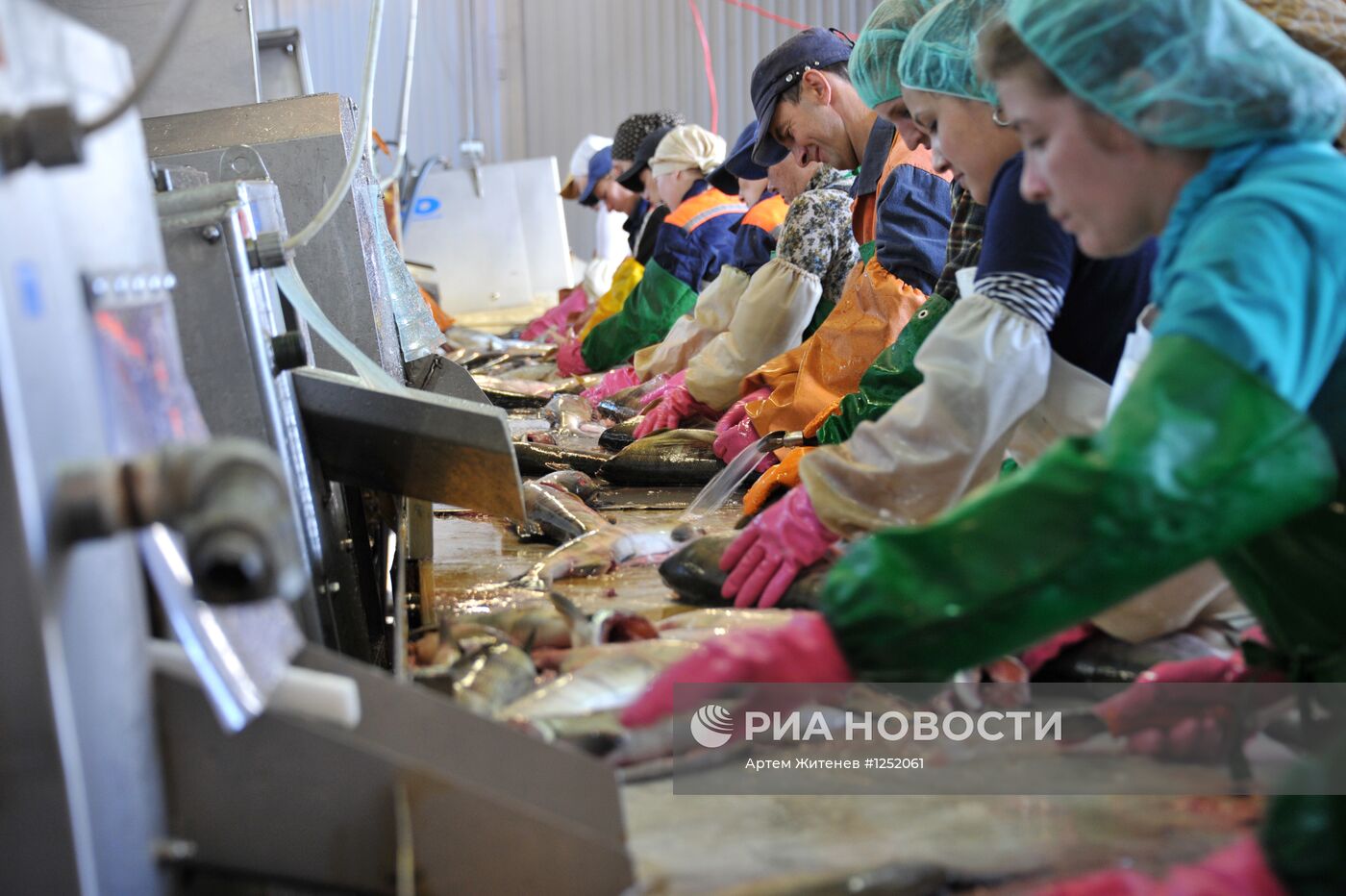 Работа рыбопромышленного предприятия "Тунайча"