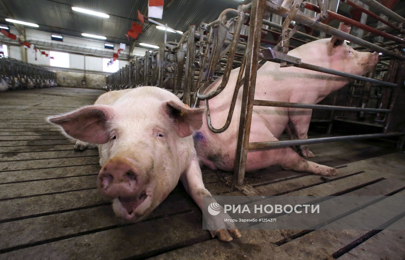 Открытие свинокомплекса ЗАО "Правдинское свинопроизводство"