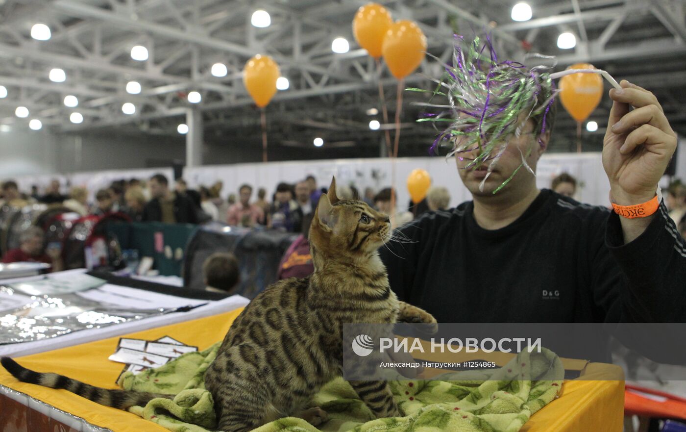 Выставка кошек "Экспокот 2012"