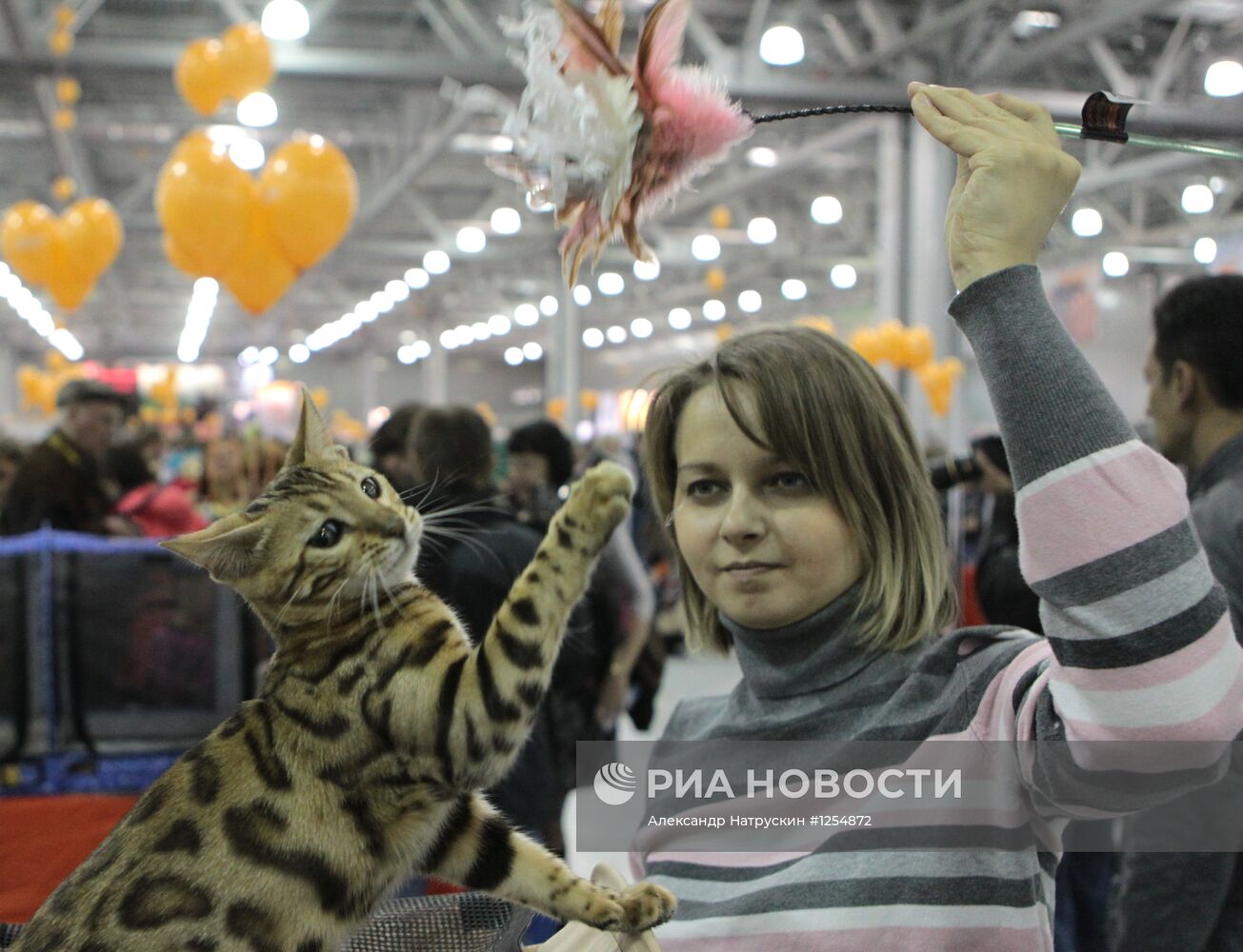 Выставка кошек "Экспокот 2012"