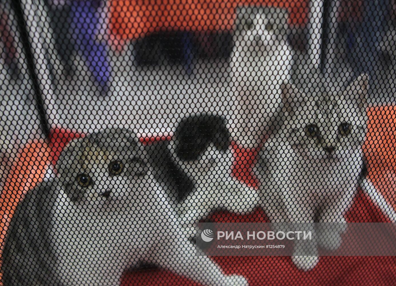 Выставка кошек "Экспокот 2012"