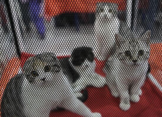 Выставка кошек "Экспокот 2012"