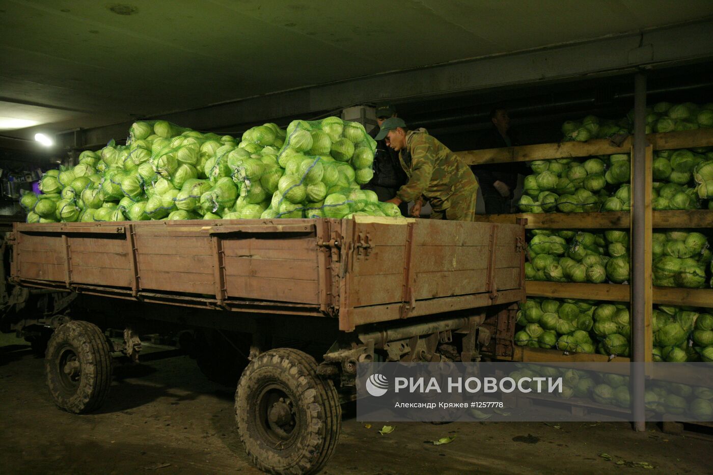 Уборка урожая капусты в Новосибирской области