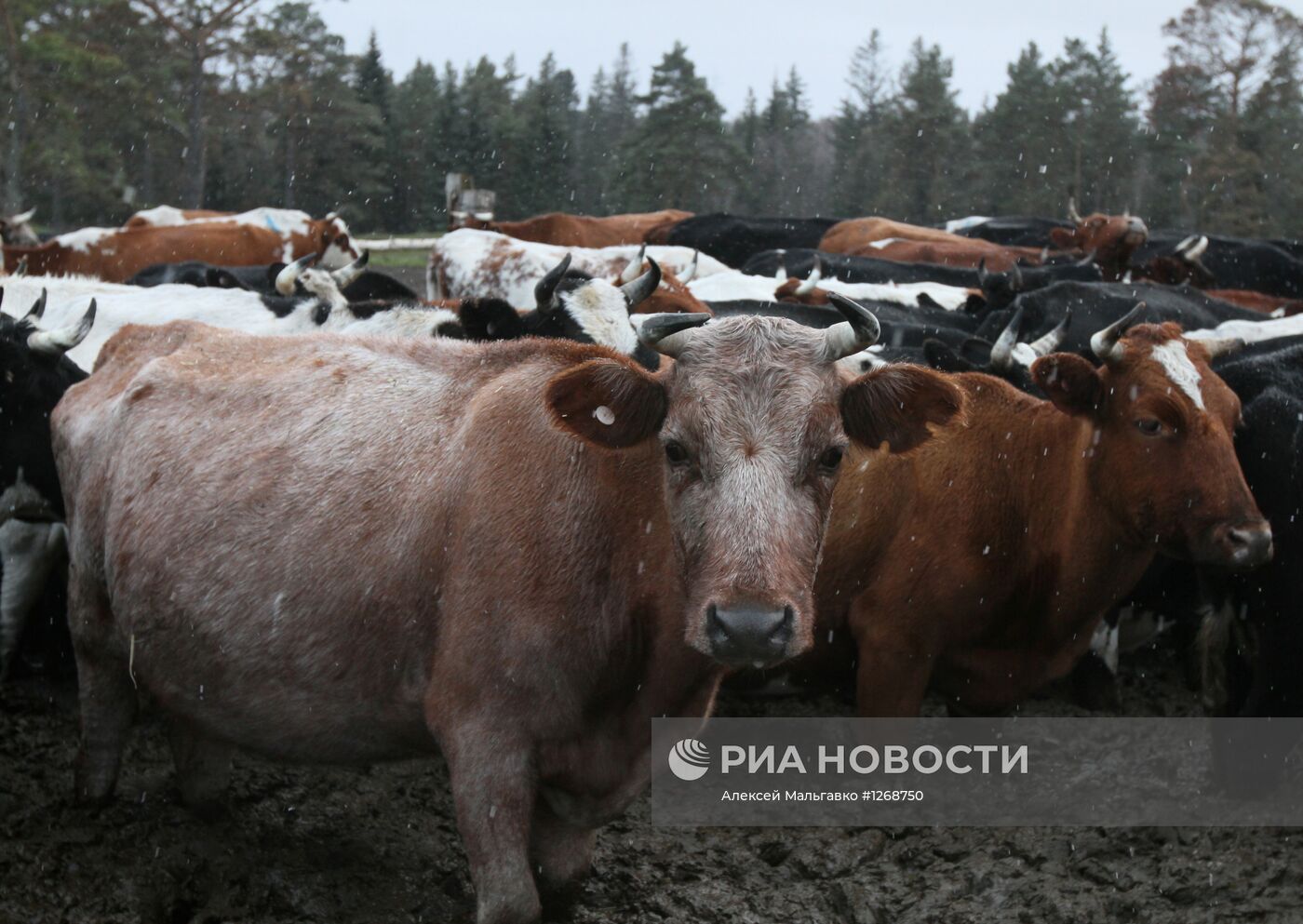 Фермерское хозяйство в селе Мартюшево Омской области
