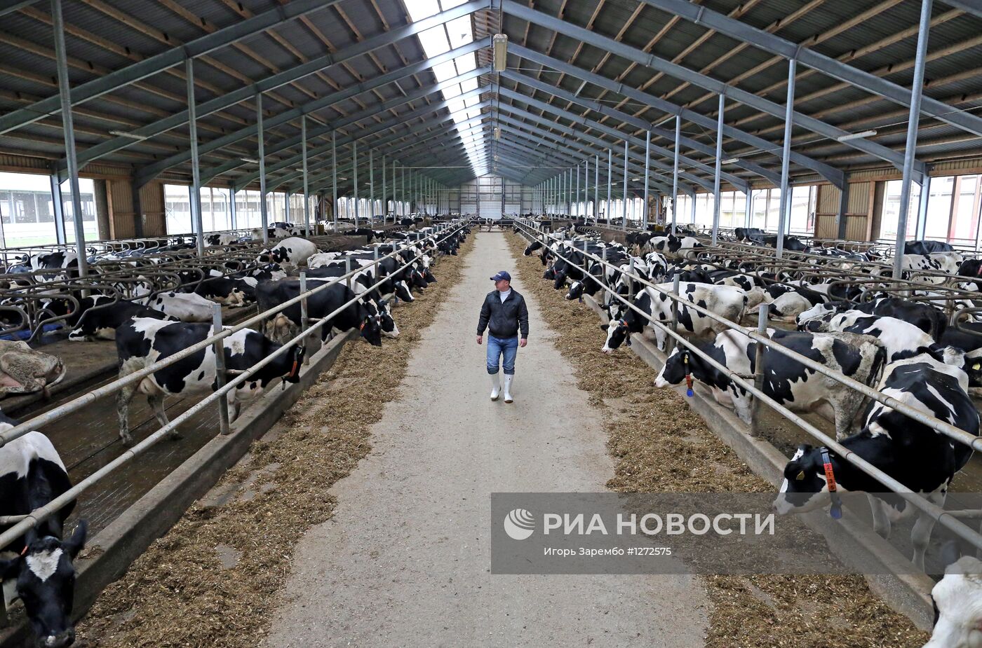 Работа животноводческого комплекса в Калининградской области