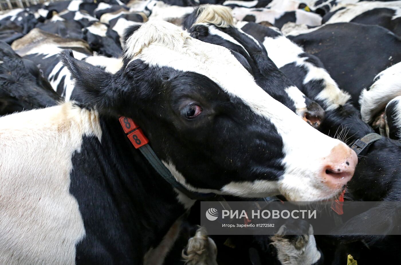 Работа животноводческого комплекса в Калининградской области
