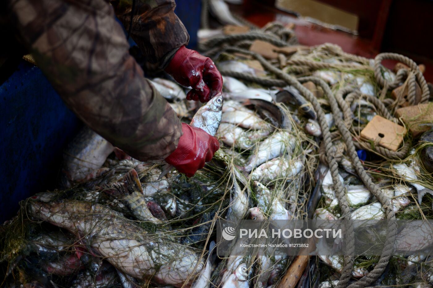 Рыболовецкое хозяйство в Новгородской области