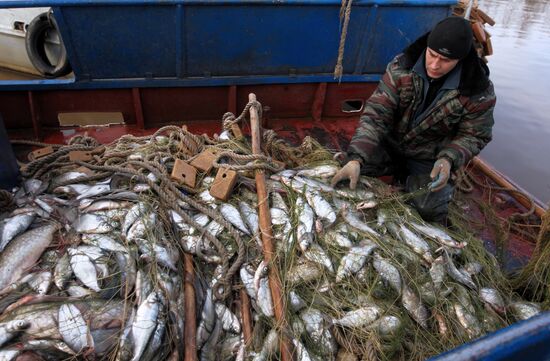 Рыболовецкое хозяйство в Новгородской области