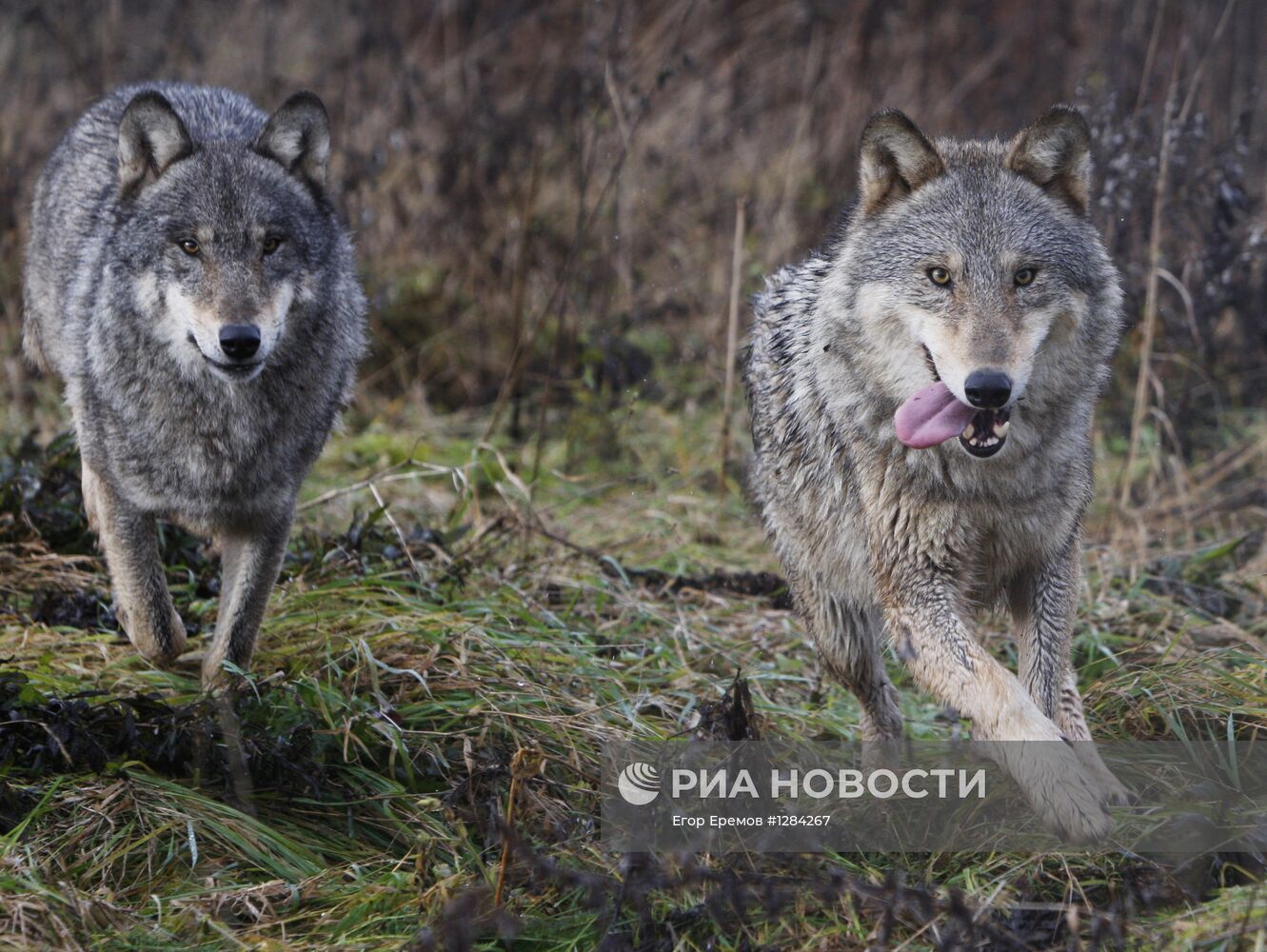 Белорусский эколог приручил волков