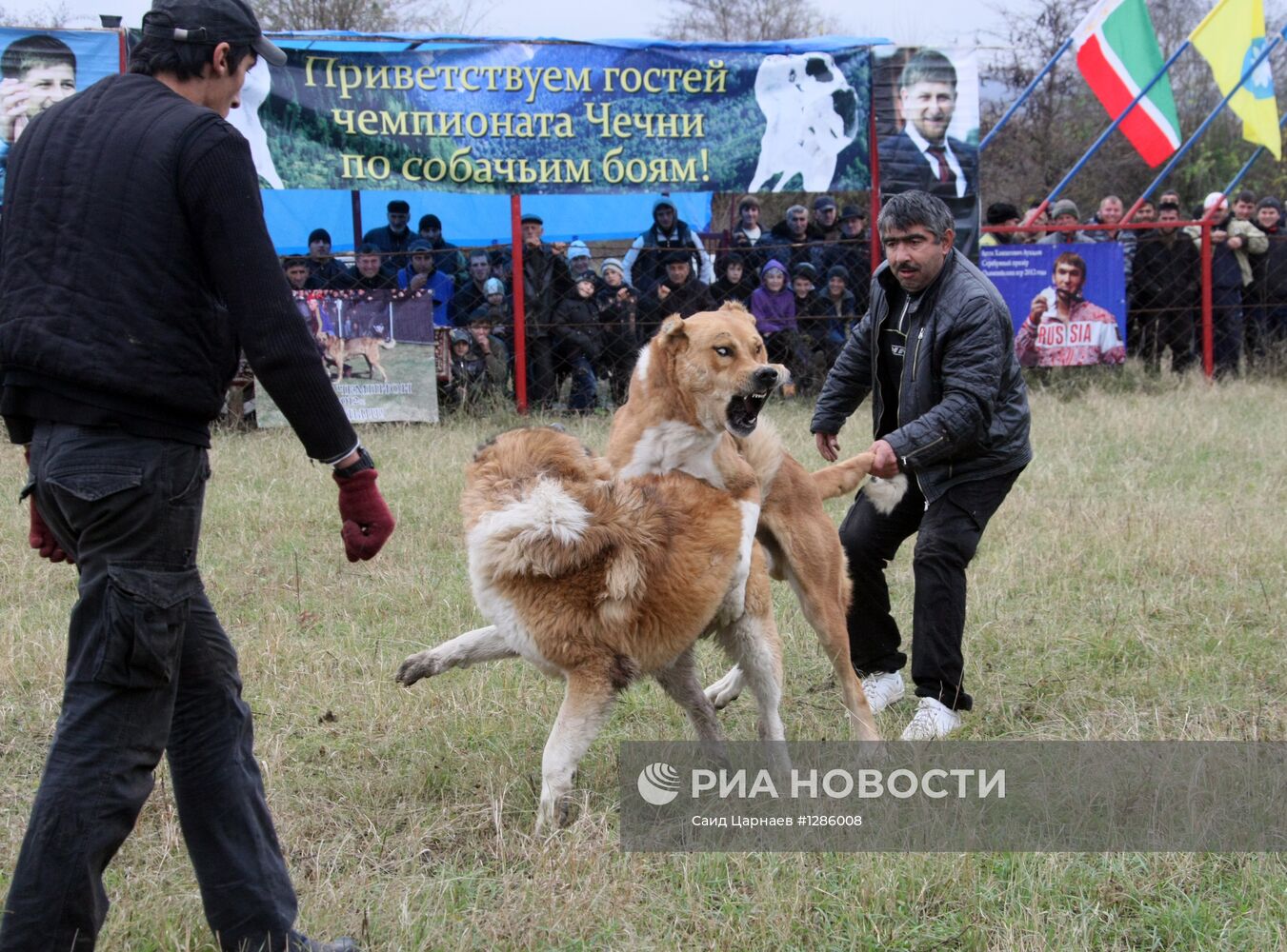 Собака чеченец. Кавказская овчарка Рамзана Кадырова. Алабай Кадырова.