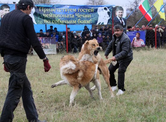 Собачьи бои в Чеченской республике