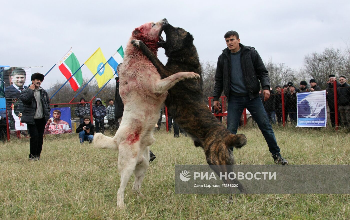 Собачьи бои в Чеченской республике