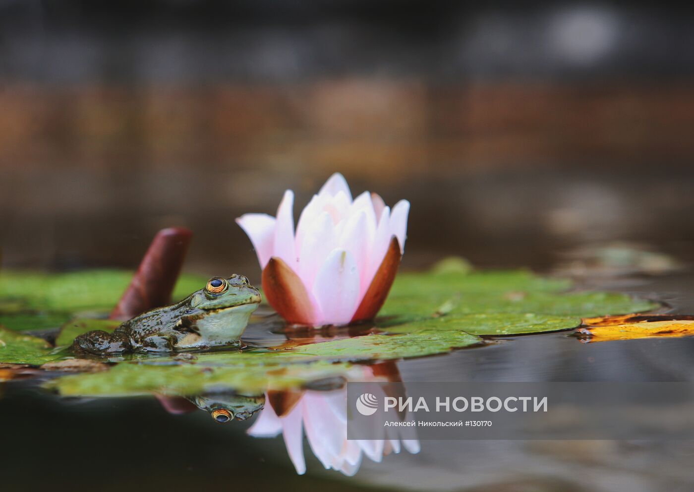 Лягушка у цветка лилии