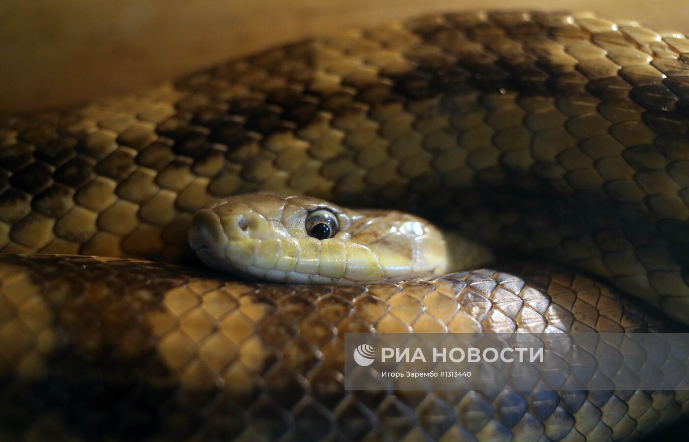 Выставка змей в Калининграде