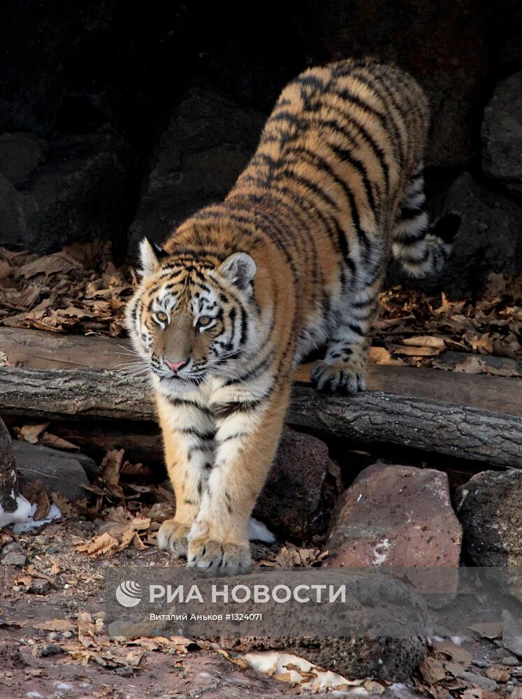 Тигриный парк открылся в Приморье