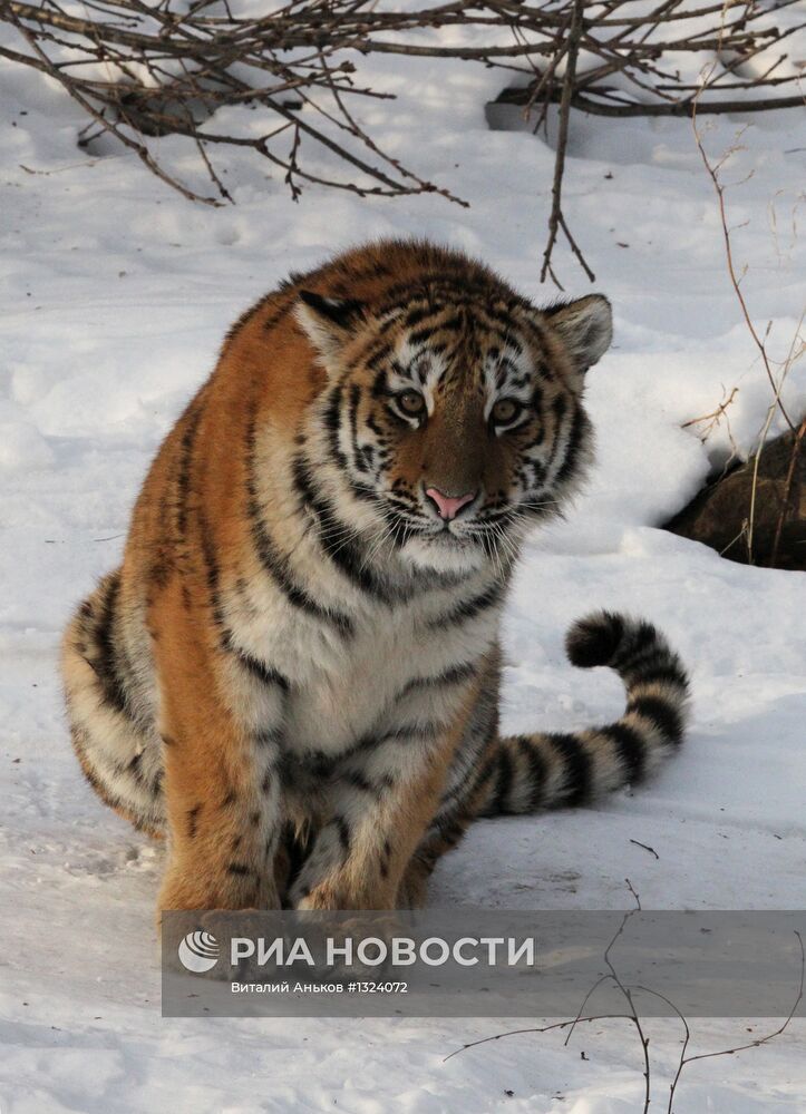 Тигриный парк открылся в Приморье