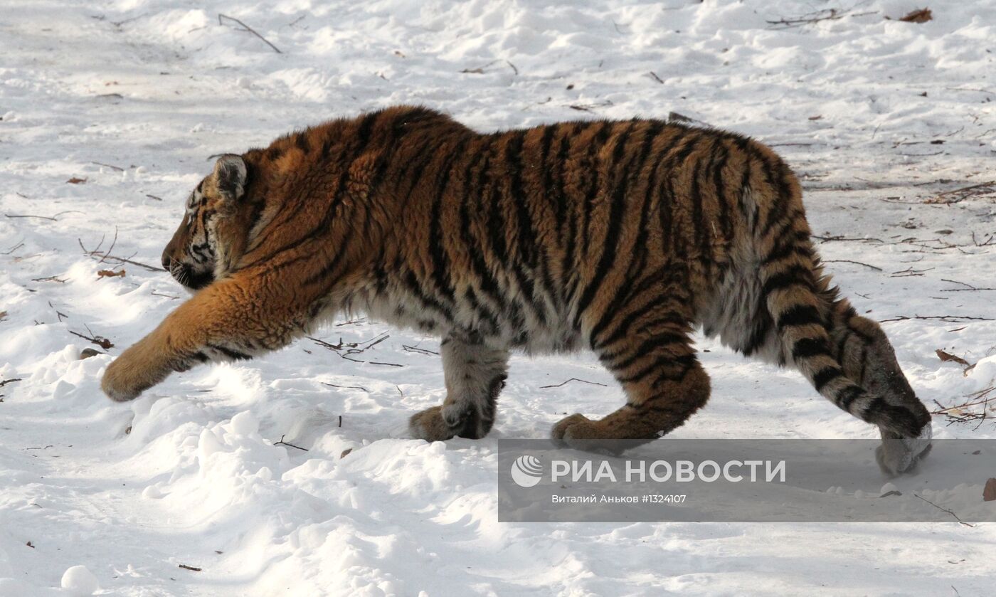 Тигриный парк открылся в Приморье
